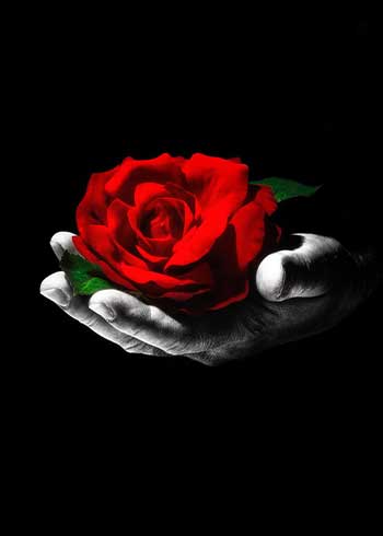 Red Rose